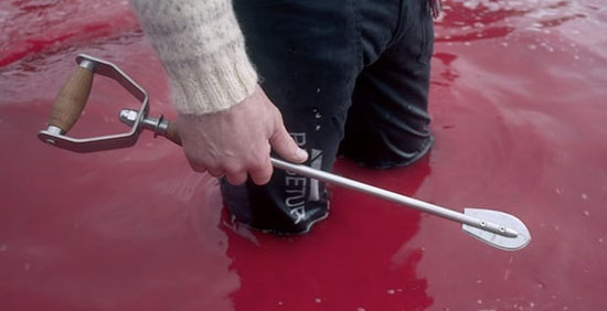 سنت ظالمانه مردم دانمارک؛ کشتن نهنگ‌ها