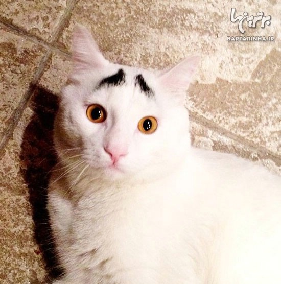 گربه ابرو قشنگ! +عکس