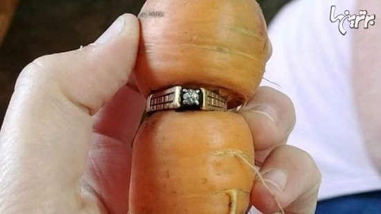 حلقه ازدواج گمشده بعد از ۱۳ سال دور هویج پیدا شد