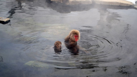 میمون‌های ماکاک در آب های گرم +عکس