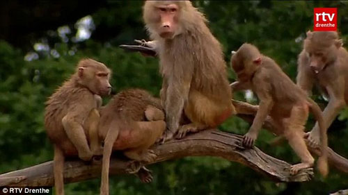 حرکت عجیب میمون ها با بینندگان! + تصاویر