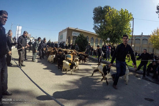 عکس: موکب عزاداران زینبیه اعظم زنجان