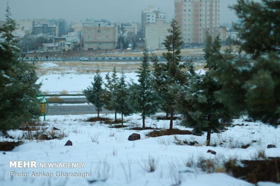 بارش برف زنجان را سپید پوش کرد