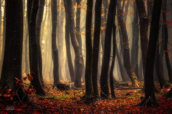عکاس اهل چک، روایتگر رؤیایی‌ترین پاییزها