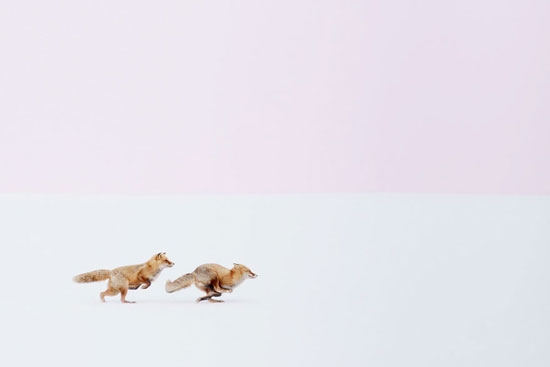 تصاویر جالب و دوست داشتنی روباه ها در زمستان