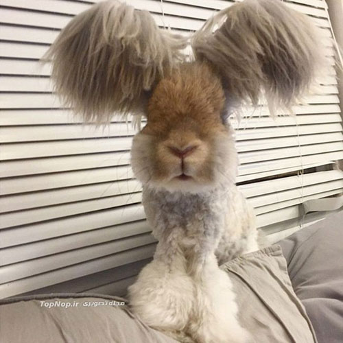 خرگوشی با گوش هایی شبیه به بال فرشتگان