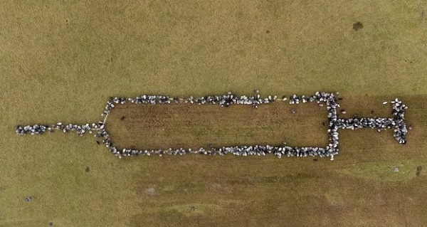 تبلیغ تزریق واکسن کرونا با کمک ۷۰۰ گوسفند