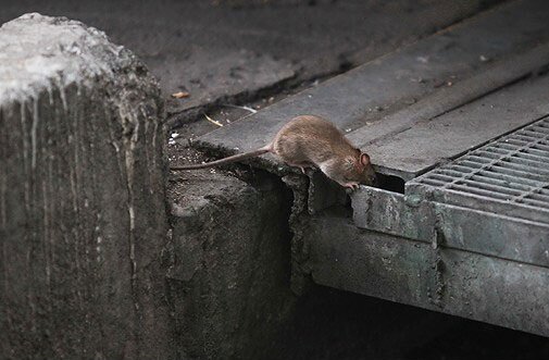 جمع‌آوری لاشه هزاران موش از سطح تهران