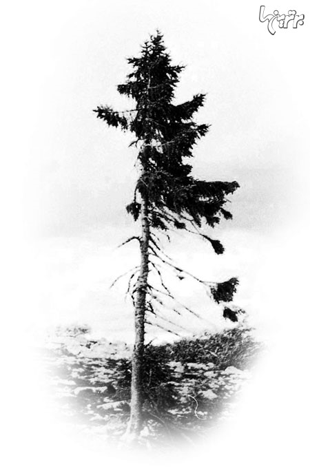 کشف قدیمی ترین درخت جهان در سوئد