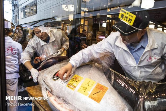 رکورد گران‌ترین ماهی دنیا