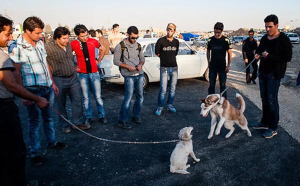 از قمار تا لیگ‌ های زیرزمینی سگ‌ ها در تهران!