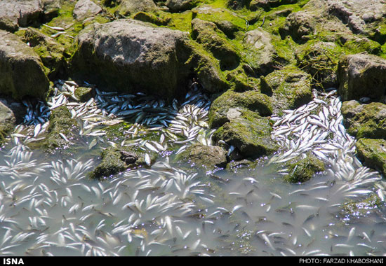 عکس: بی‌آبی ماهی‌های زاینده رود را کشت