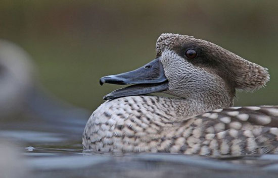 ثبت شجره‌نامه اردک بومی برای اولین بار در کشور