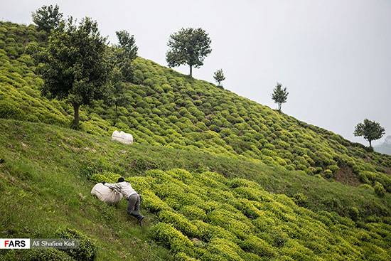 برداشت برگ سبز چای در گیلان