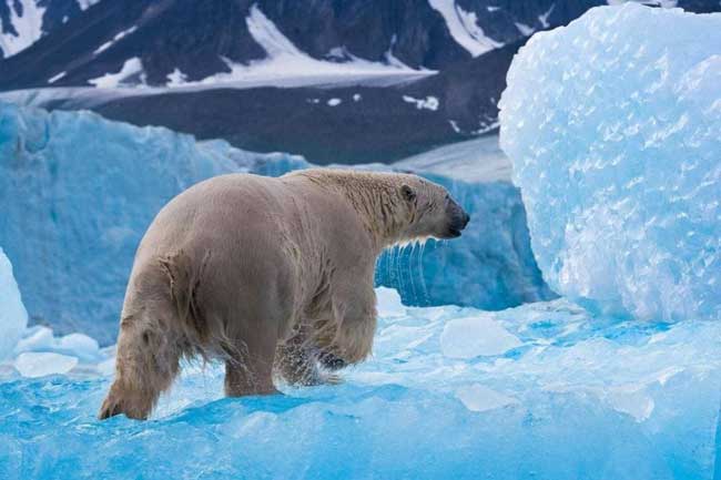 شکار قطبی در عکس روز نشنال جئوگرافیک
