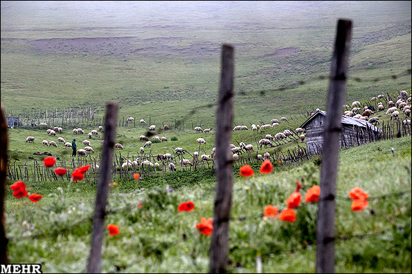 گزارش تصویری: روستای زیبایی در تالش