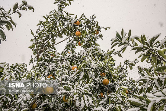 باغ های خسارت دیده ناشی از برف در مازندران