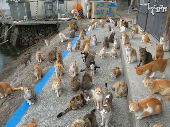 عکس: امداد رسانی به «جزیره گربه ها»