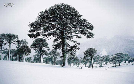 عکس: زیباترین درختان دنیا