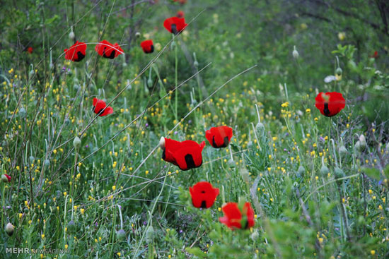 طبیعت بهاری کلیبر