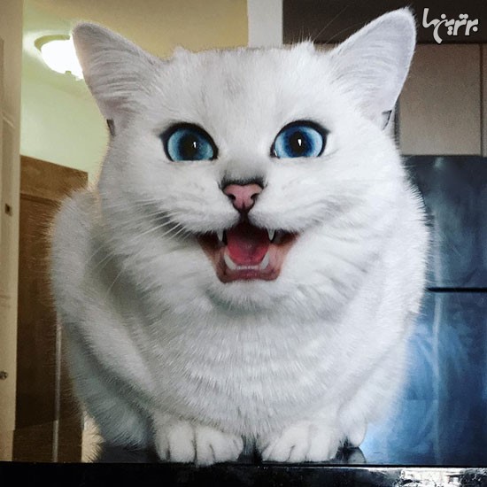 این گربه زیباترین چشمان دنیا را دارد!