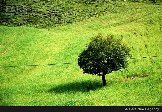 عکس: طبیعت زیبای روستای زیریان