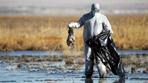 ایران از هرگونه بیماری آنفلوآنزای پرندگان پاک است