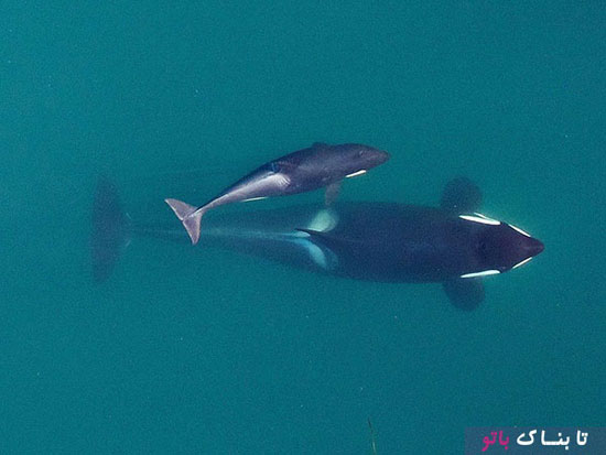 دانستنی های جالب درباره ی نهنگ قاتل «اورکا»