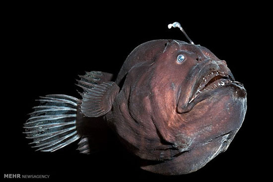 زشت ترین ماهیان دنیا +عکس