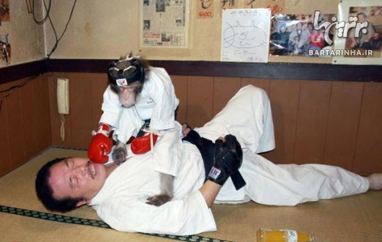 میمون کاراته باز! +عکس