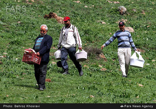 عکس: آئین سنتی برف چال