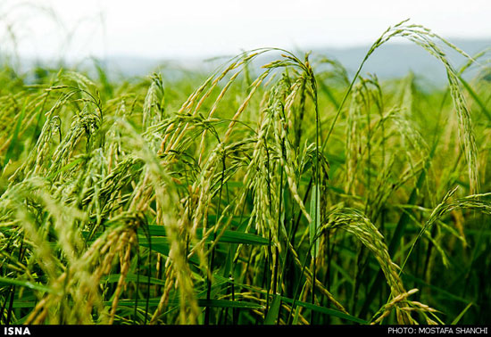 شالیزارهای برنج شمال پس از طوفان +عکس