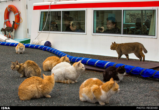 جزیره گربه‌ها در ژاپن +عکس