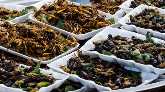 حشرات منبع غذایی پایدار آینده خواهند بود