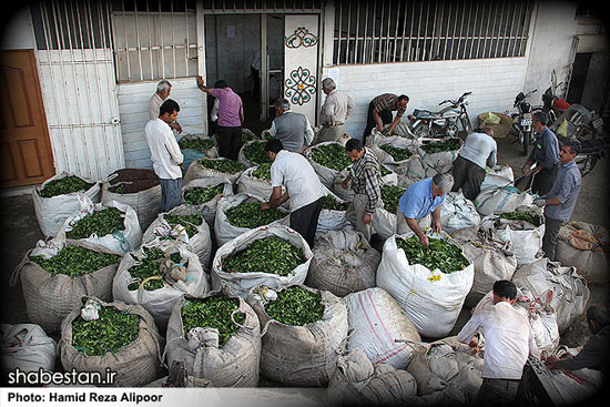 عکس: برداشت برگ سبز چای در لاهیجان