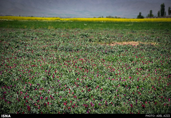 برداشت گل گاو زبان به دست زنان - اراک