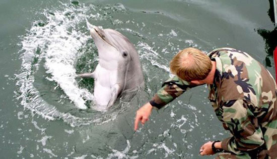 مانور مشترک نیروی دریایی روسیه با دلفین ها