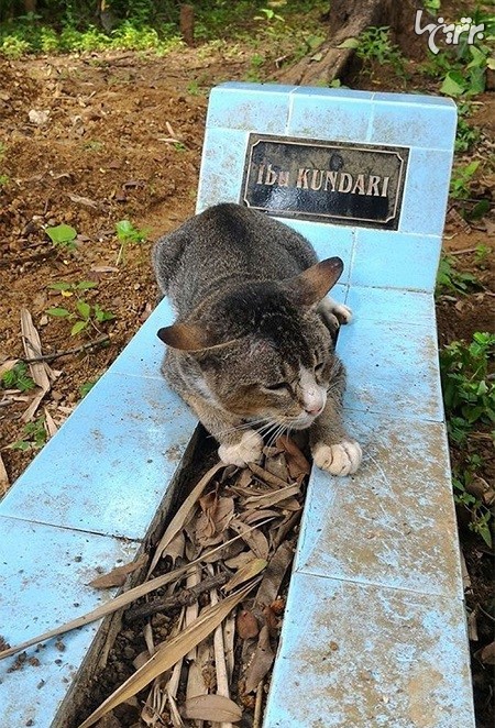 گربه‌ای گه یکسال کنار قبر صاحبش ماند!
