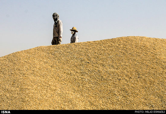 عکس: خرید و بارگیری گندم در خوزستان
