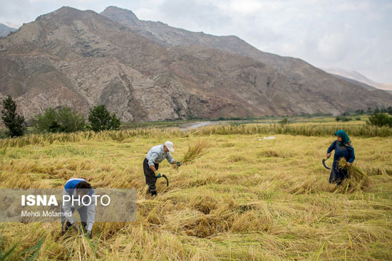 برداشت برنج به روش سنتی در الموت قزوین
