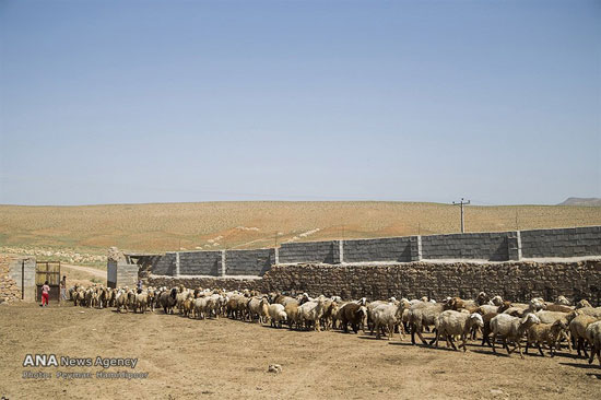 حمام گوسفندان در خراسان شمالی +عکس