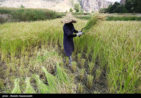 برداشت برنج در شالیزارهای گلستان