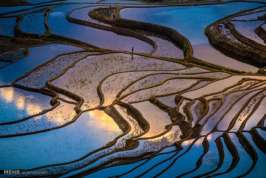 تصاویری زیبا از شالیزارهای برنج در چین