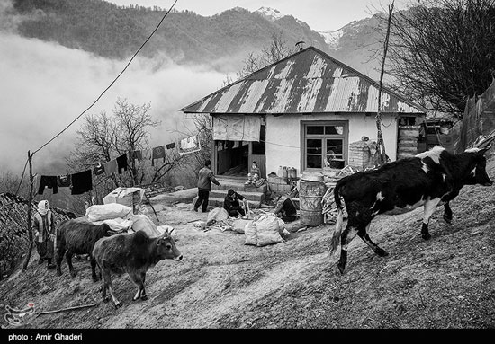 زندگی ساده در روستای شامیلرزان