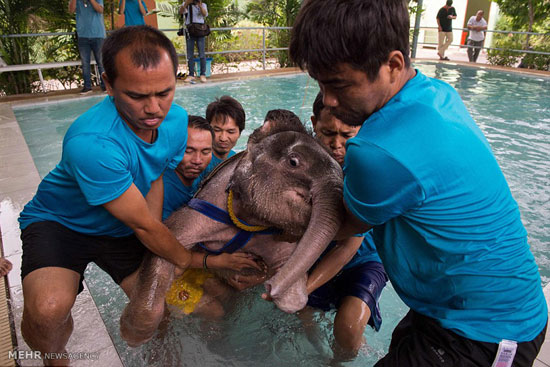 آب درمانی برای بچه فیل تایلندی