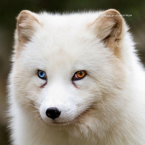حیواناتی با چشم های دو رنگ و زیبا