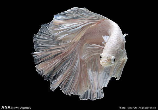 عکس: ماهی‌ها در آتلیه عکاسی