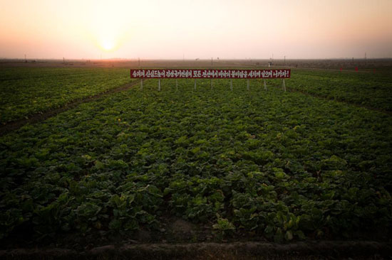 عکس: کشاورزی در کره‌شمالی