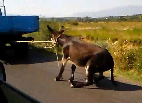 کسی به فکر الاغ‌ های ایرانی نیست!