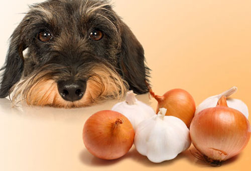 غذا‌هایی که برای سگ‌ها خطرناک است